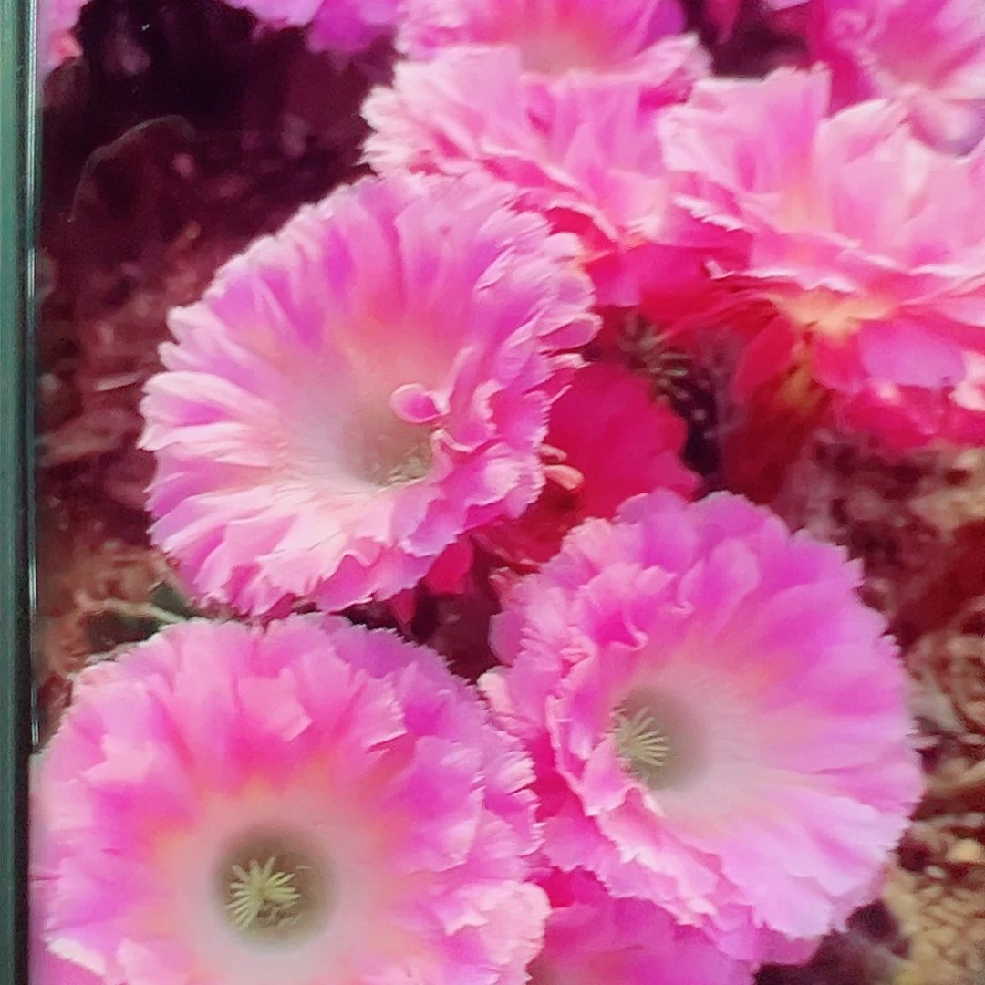 彩草云端侧芽 20 包邮