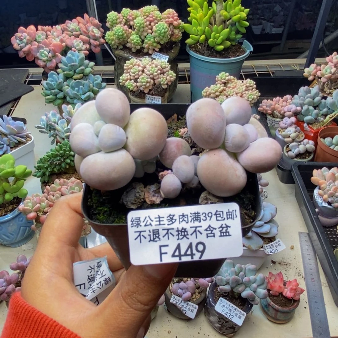 449芭比奶多肉7c m