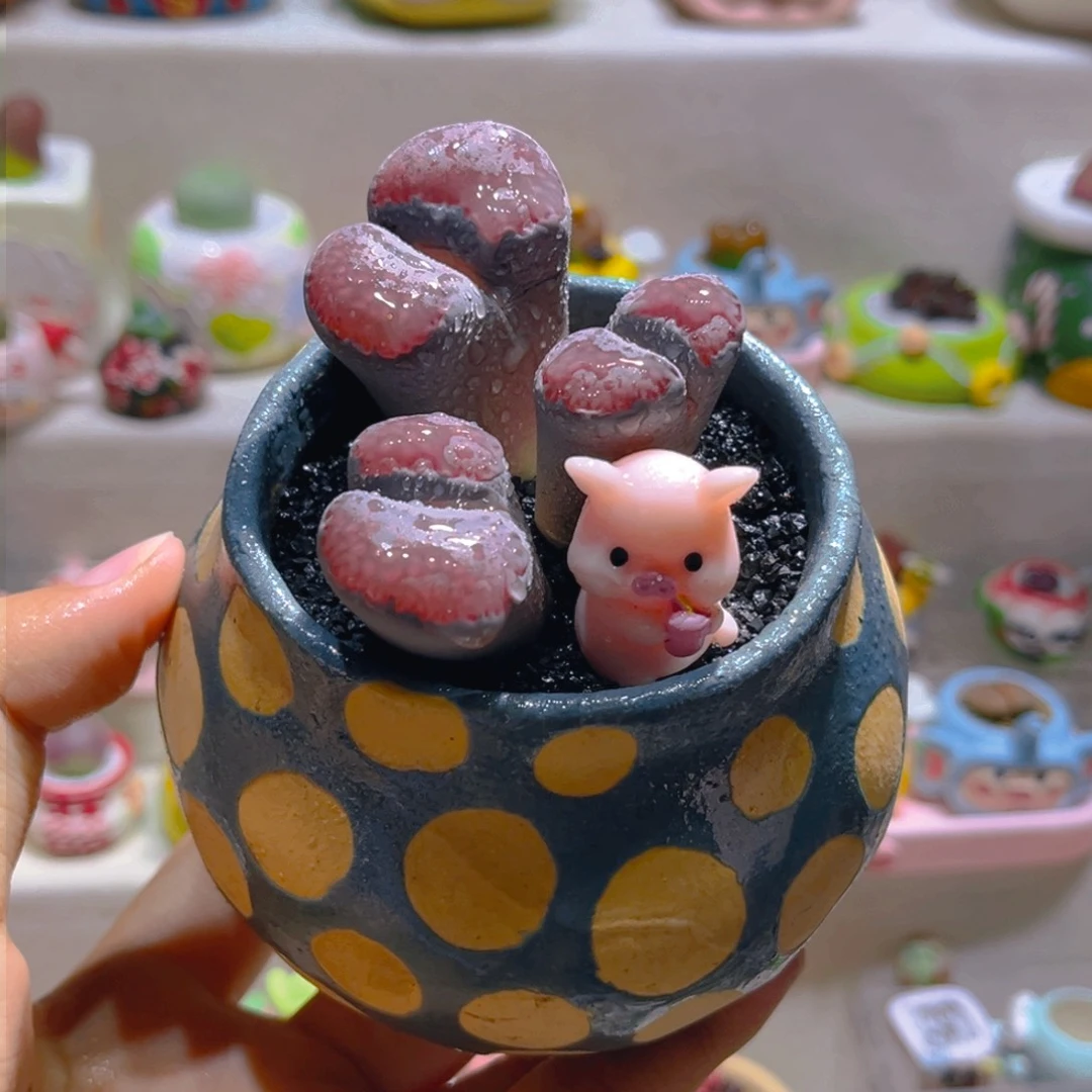 062高端多肉带盆土一套88