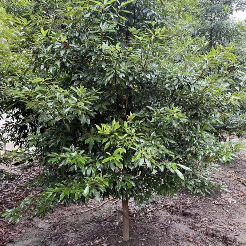 改价链接  金丝楠木大小树苗各种规格基地直发