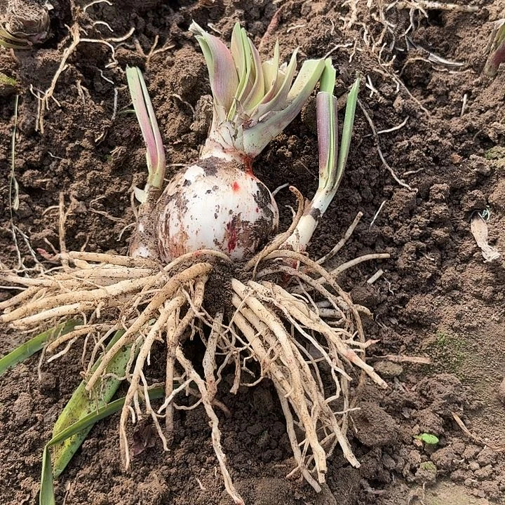 宜*双梦6-7带侧带土5678