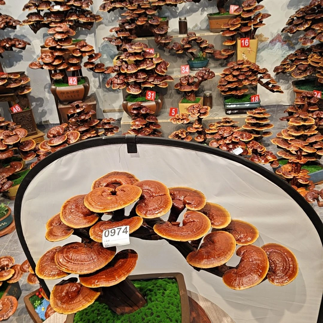 赤灵芝灵芝盆景灵芝花