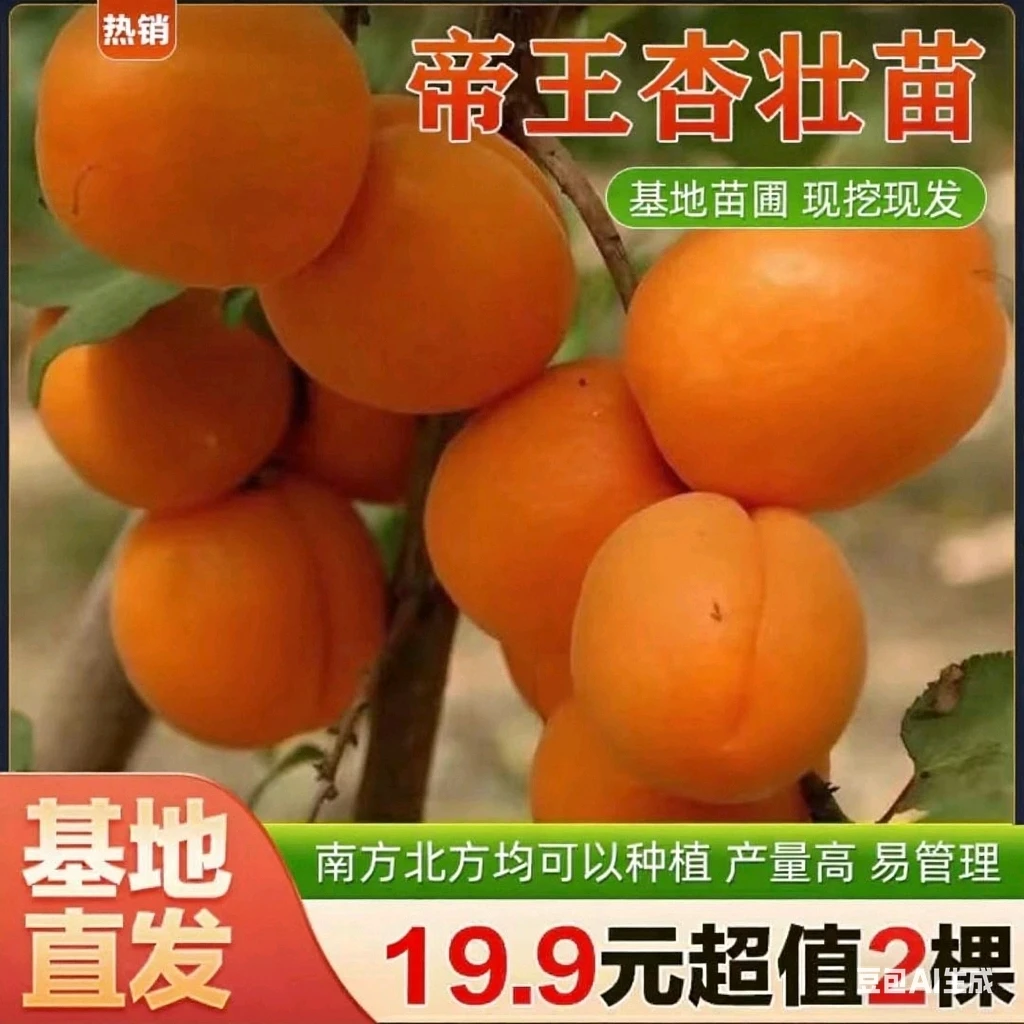 【抢!拍一发二】杏子树苗特大帝王杏树苗耐旱耐寒果树
