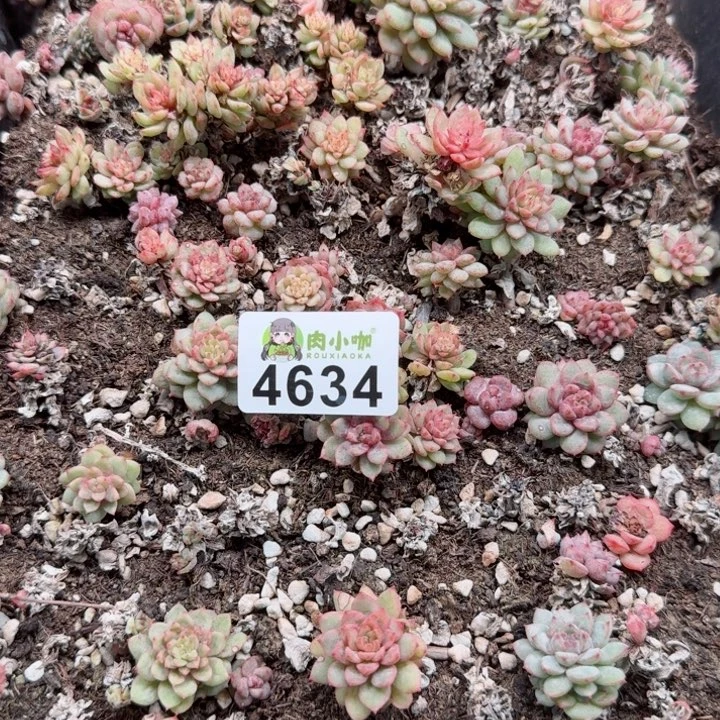 修****?多肉植物多肉植物