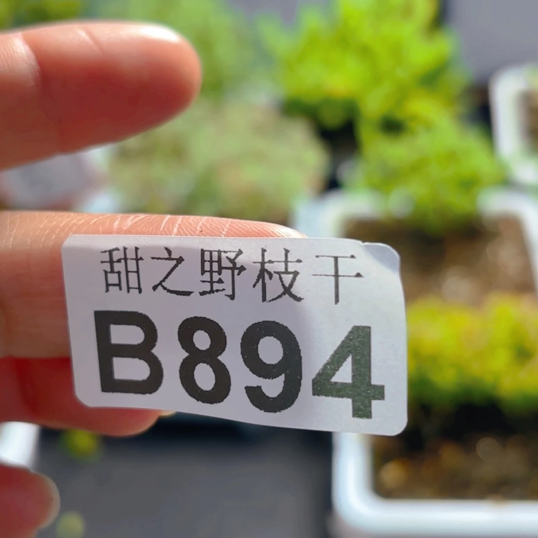 丧***肠顺丰差价。   894。