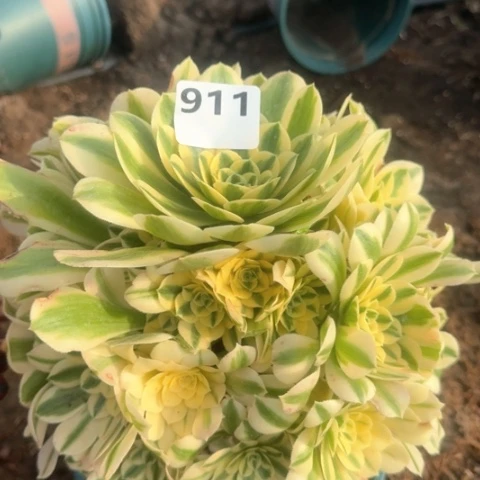 法师迈巴赫18-8多肉