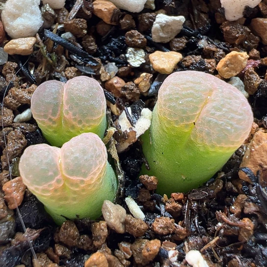 236多肉植物种类多样