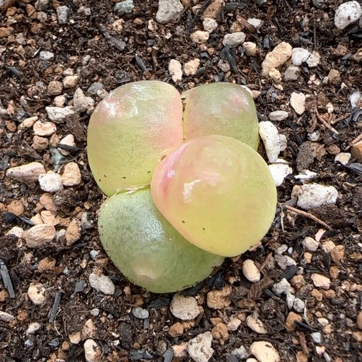 368四头灯泡总尺寸2.5带盆土