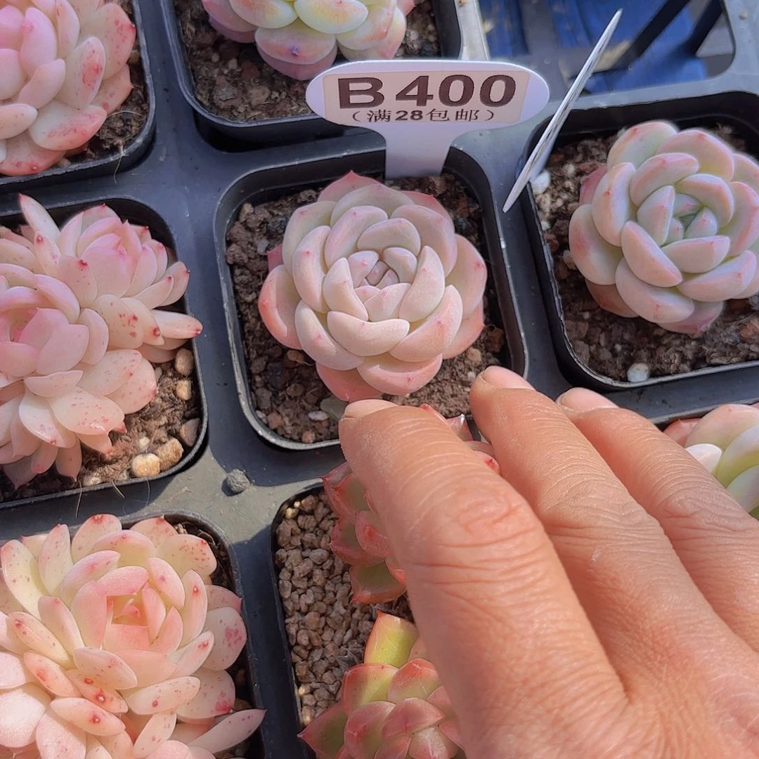 梦**境B400珍妮一物一拍