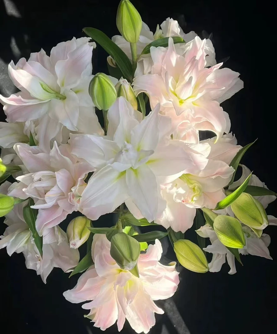 秋百合种球艾琳娜荷兰进口可盆栽地栽重瓣香水百合花球种子