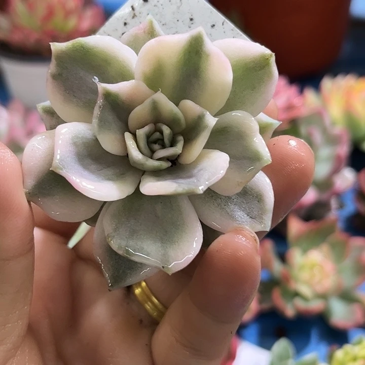 113丽娜腹轮锦炸多肉植物