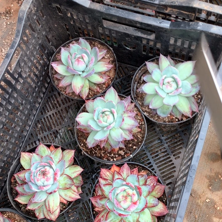 外翻惊鸿19.99多肉植物