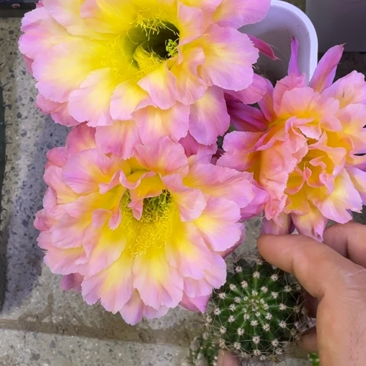 2彩草175歪4公分左右无根侧牙,20包邮