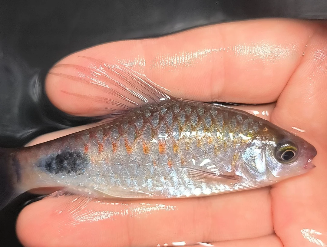 海水鱼紫红两点鲫2