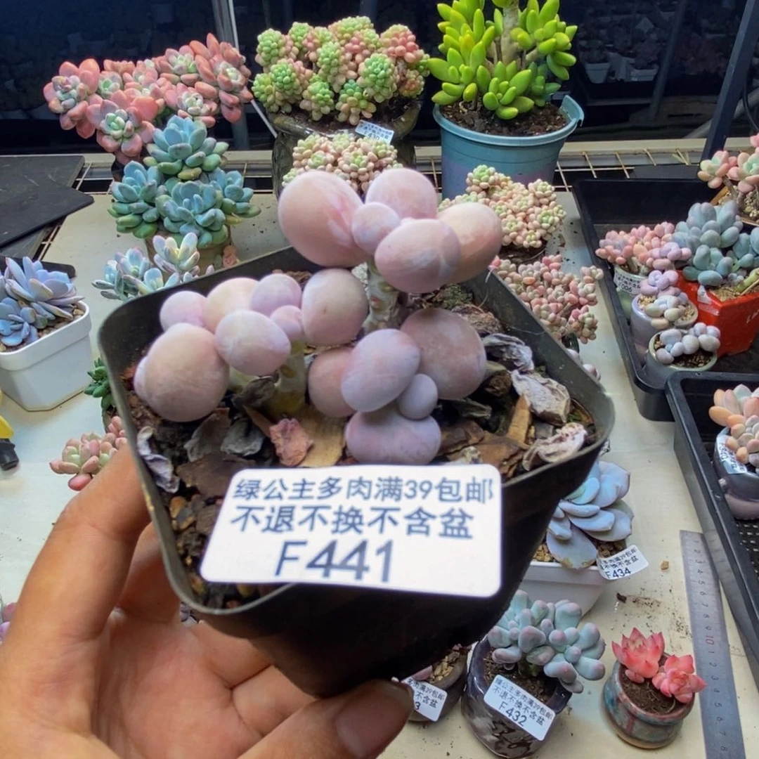 441橙奶多肉肉4cm