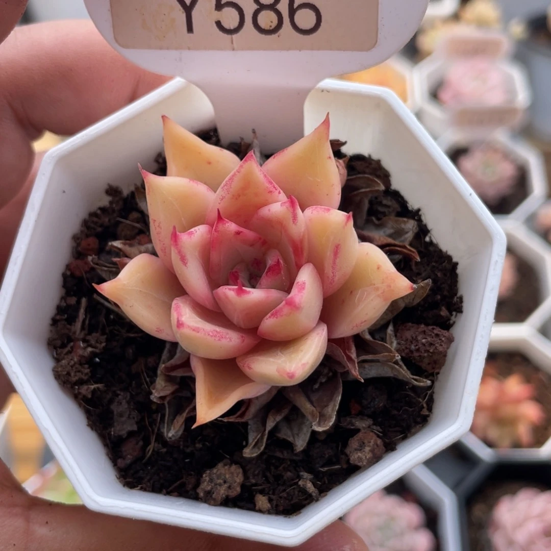 0586饺子皮5.0厘米