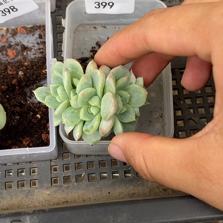 标签399遥遥领先一个多肉