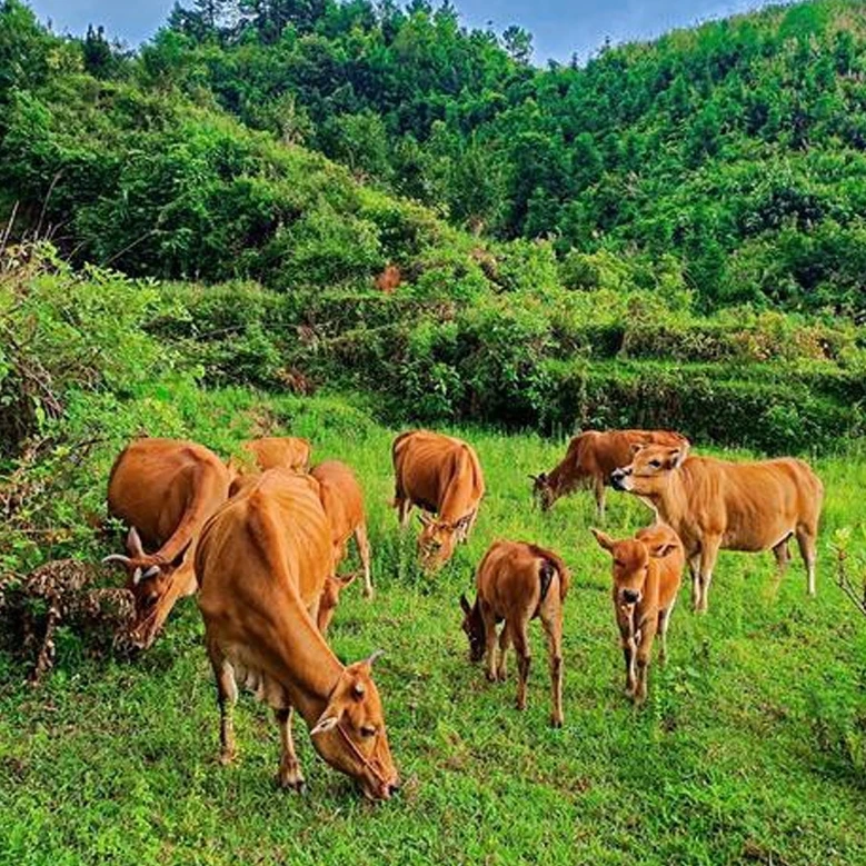 【牛腩+牛排骨】农家散养土黄牛牛腩现杀肉质紧实顺丰包邮