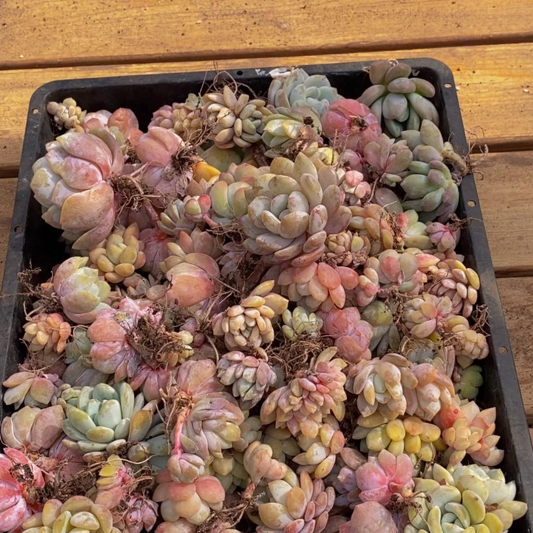 144多肉植物保护研究所所长助理