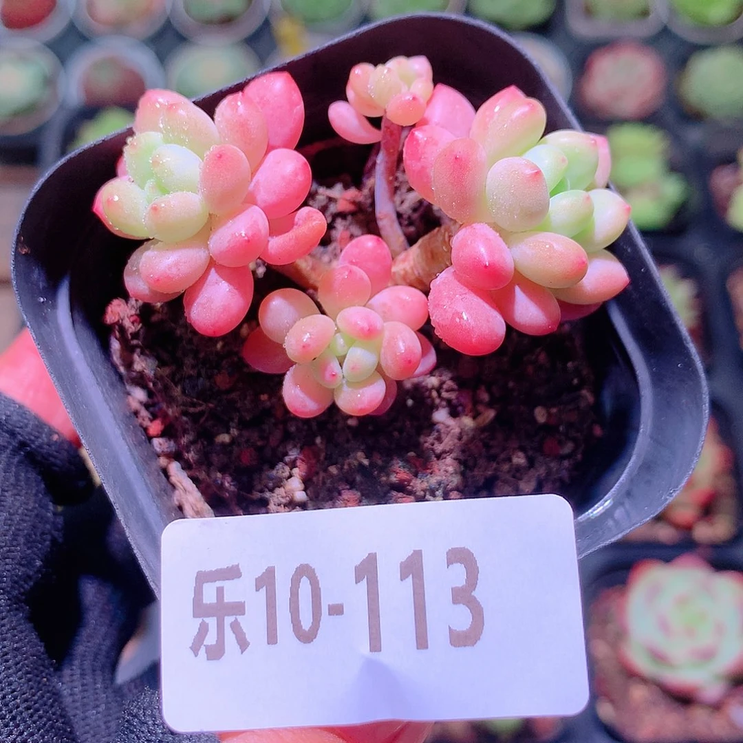 乐然10-113 洛可可
