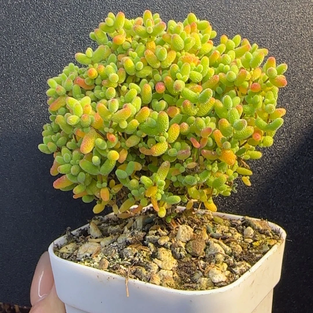 dy0968精控蜜橘老桩直杆