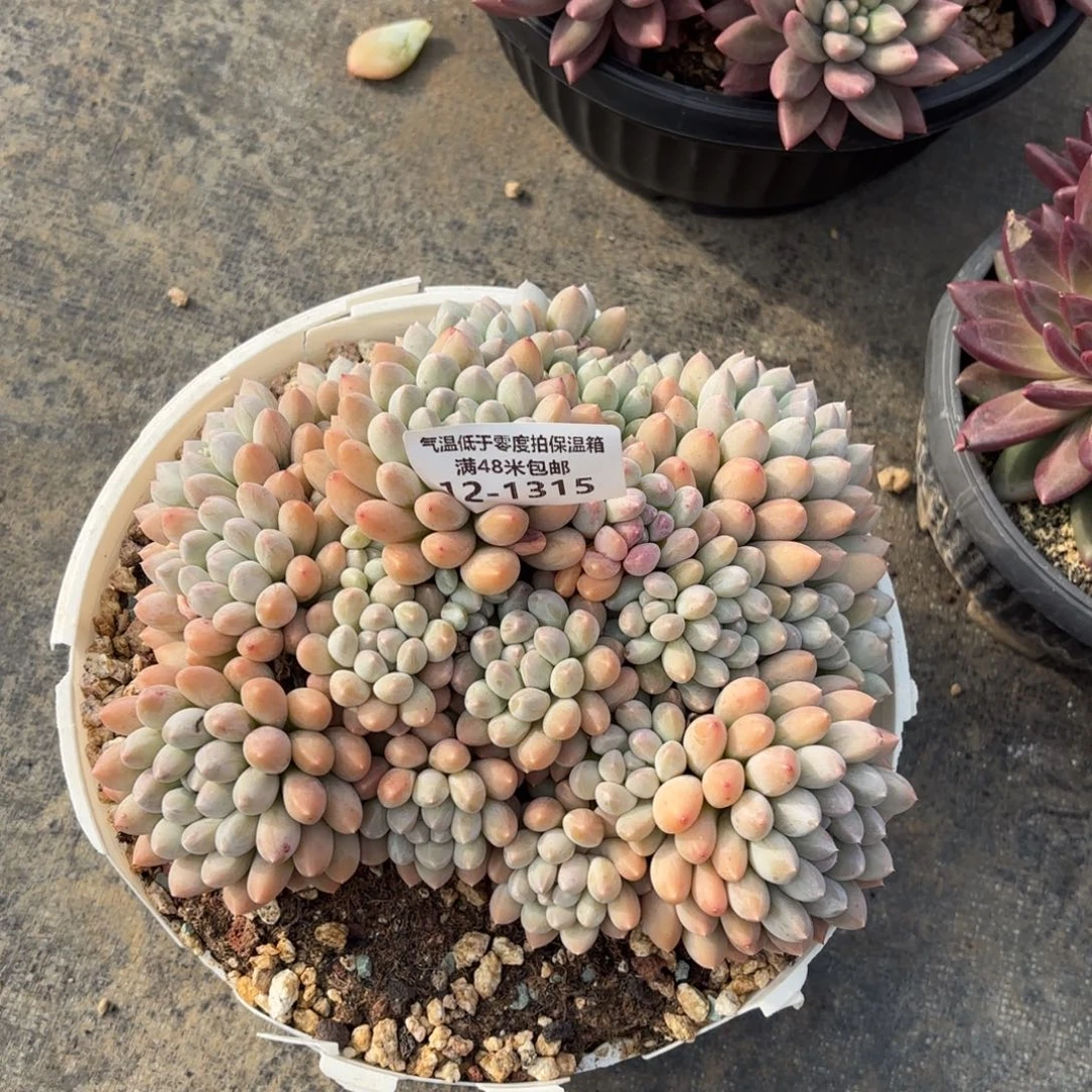 1315奶糖多肉植物
