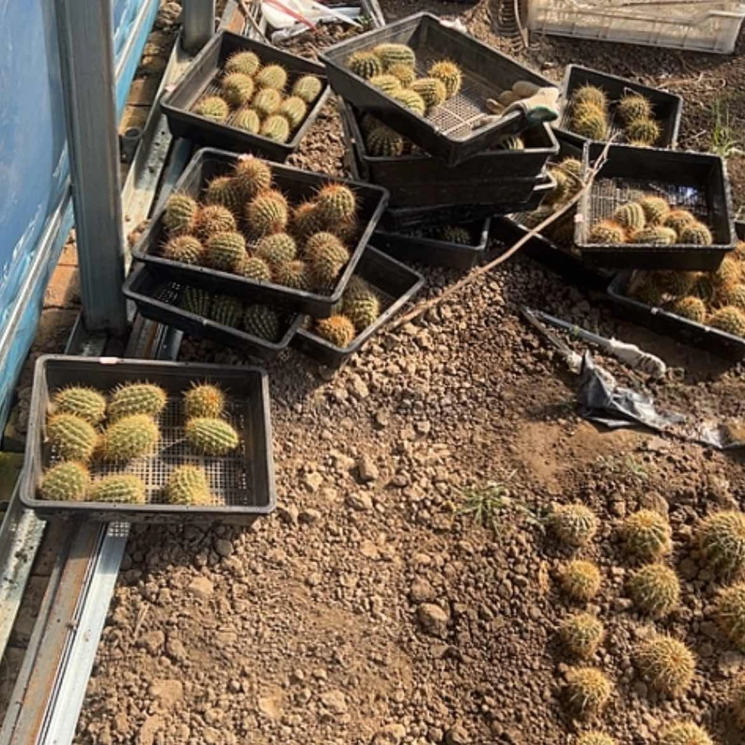 【闪购商品】毛花柱多品种