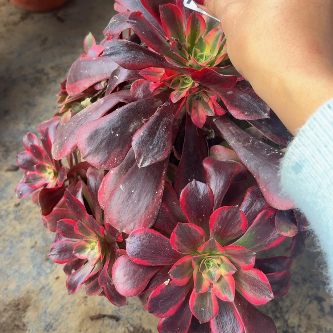 88多肉植物捧花的不包断肢