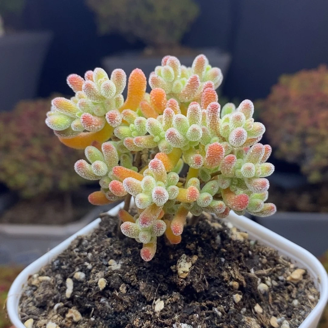 无花朵34号冰橙枝干