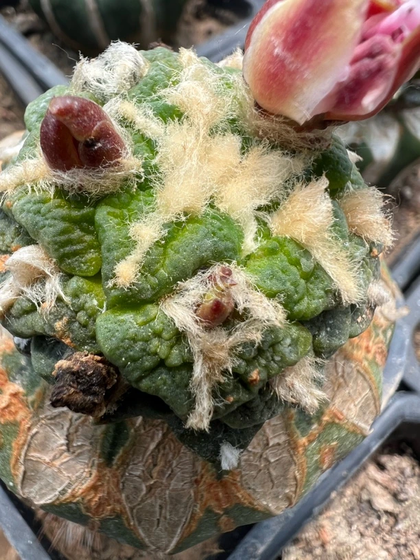 大尤黑牡丹可挑大群生黄体锦颗粒感强