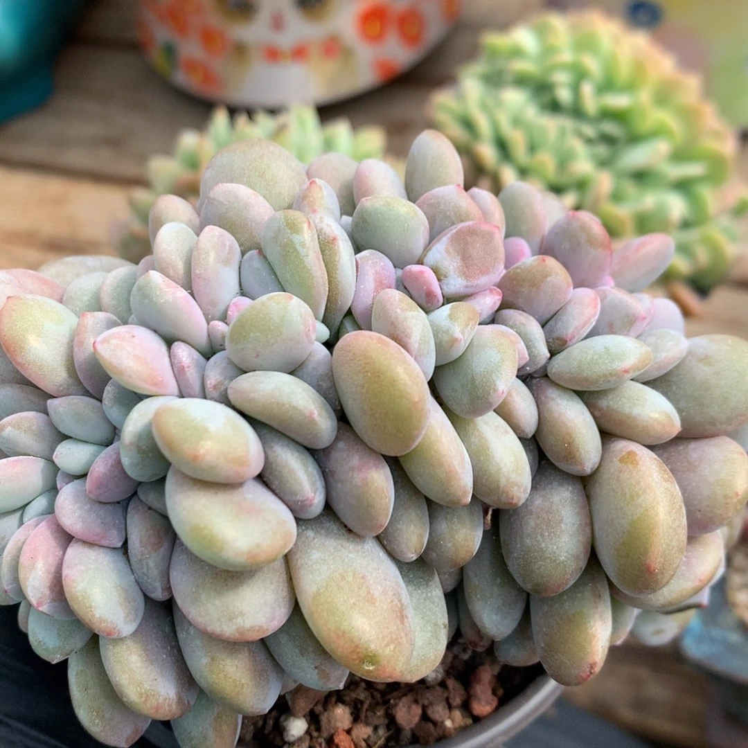 A891多肉、售后范围7天内