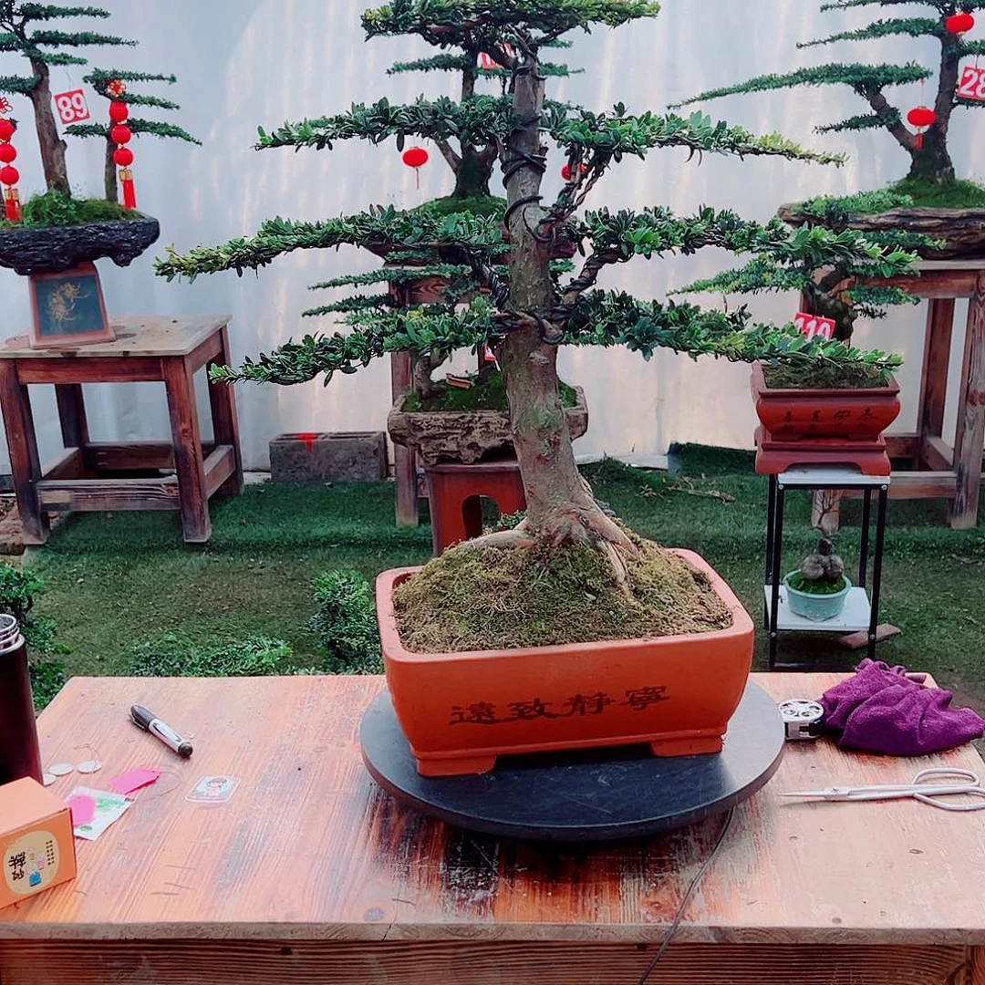罗汉松小老桩红芽罗汉松