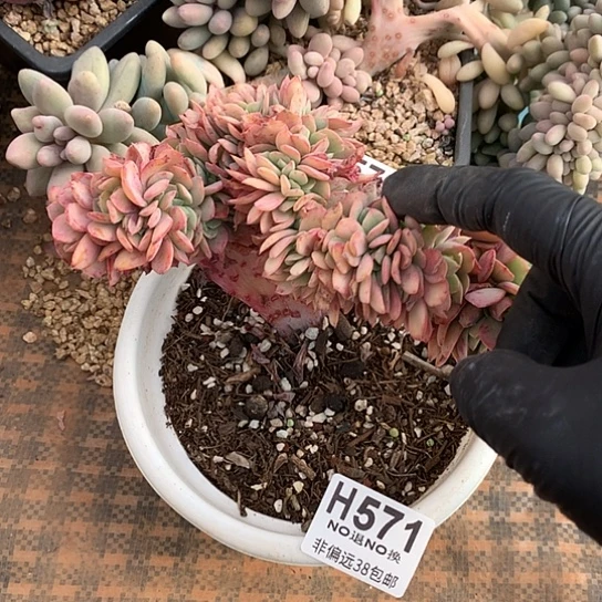 霞光缀化571 亏本处理退款拉黑7-8天发货