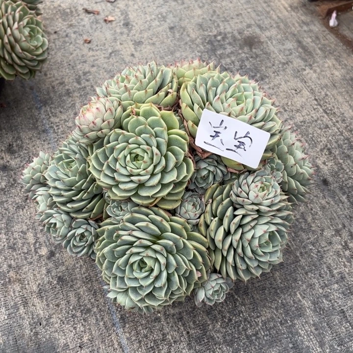 棠颂花卉一物一拍 笨吧 宝宝