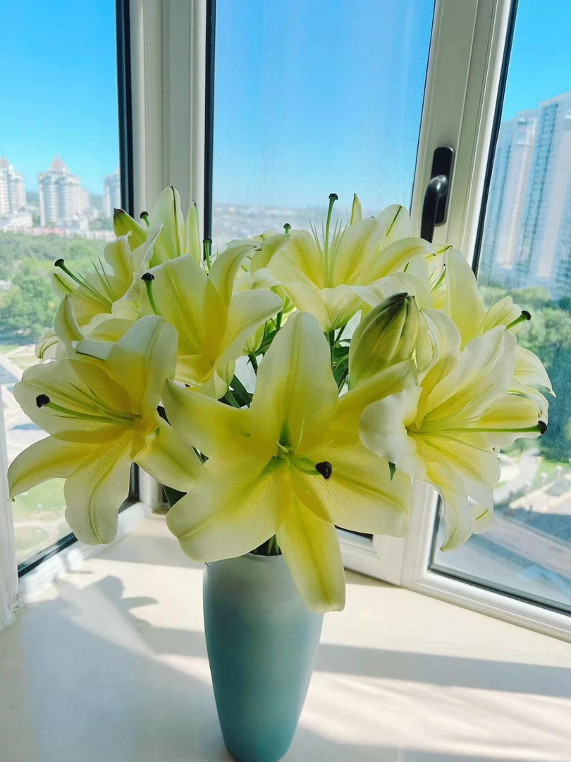 【六哥花卉】8-10朵 黄色香水百合   任意两单鲜花给腊梅一把