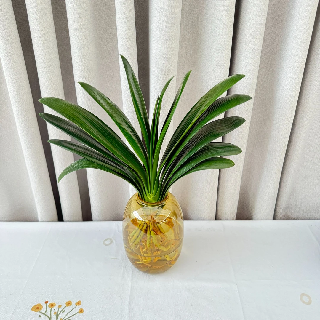 君子兰盆栽水培植物室内好养桌面净化空气绿植花卉四季常青水养