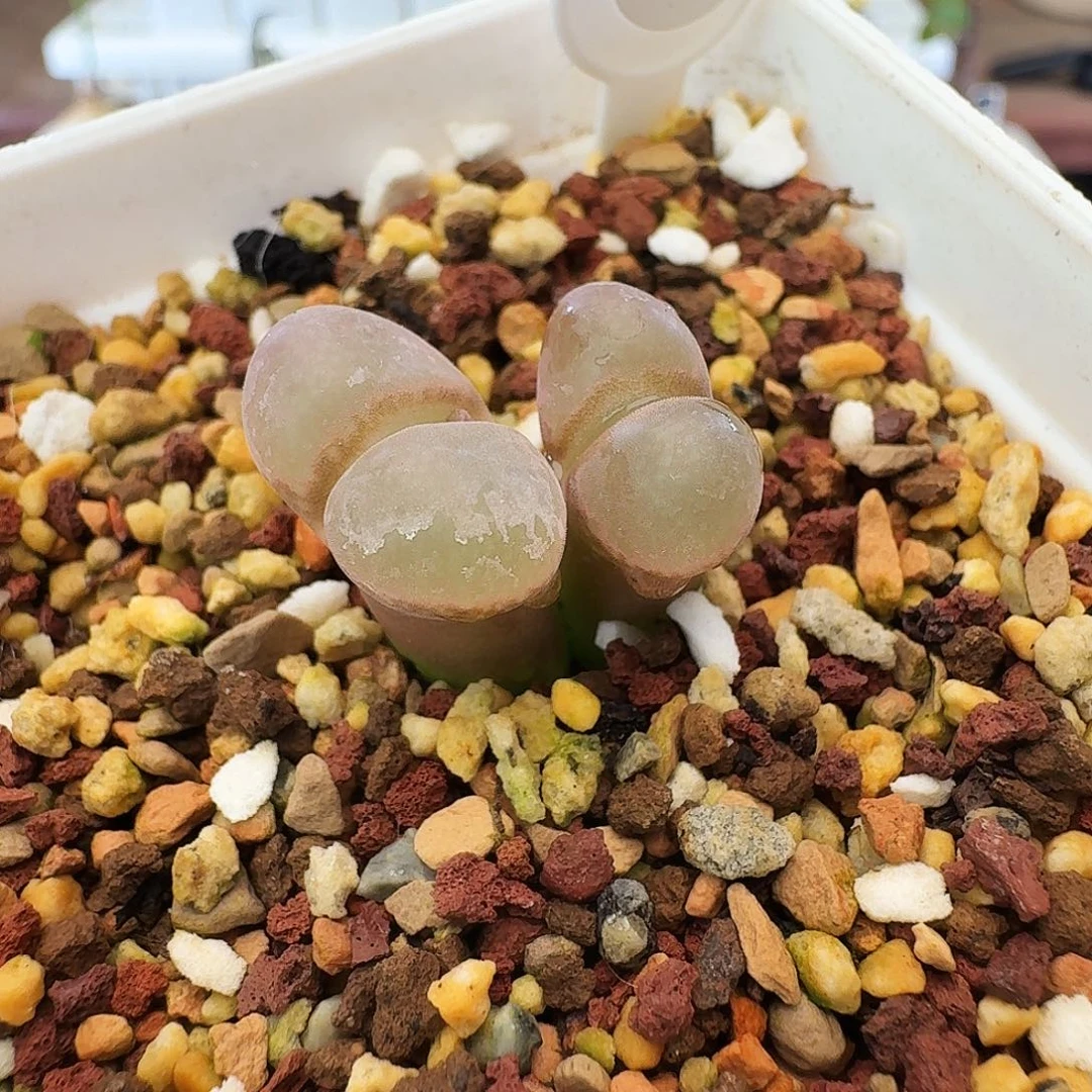 多肉植物福利清盒157