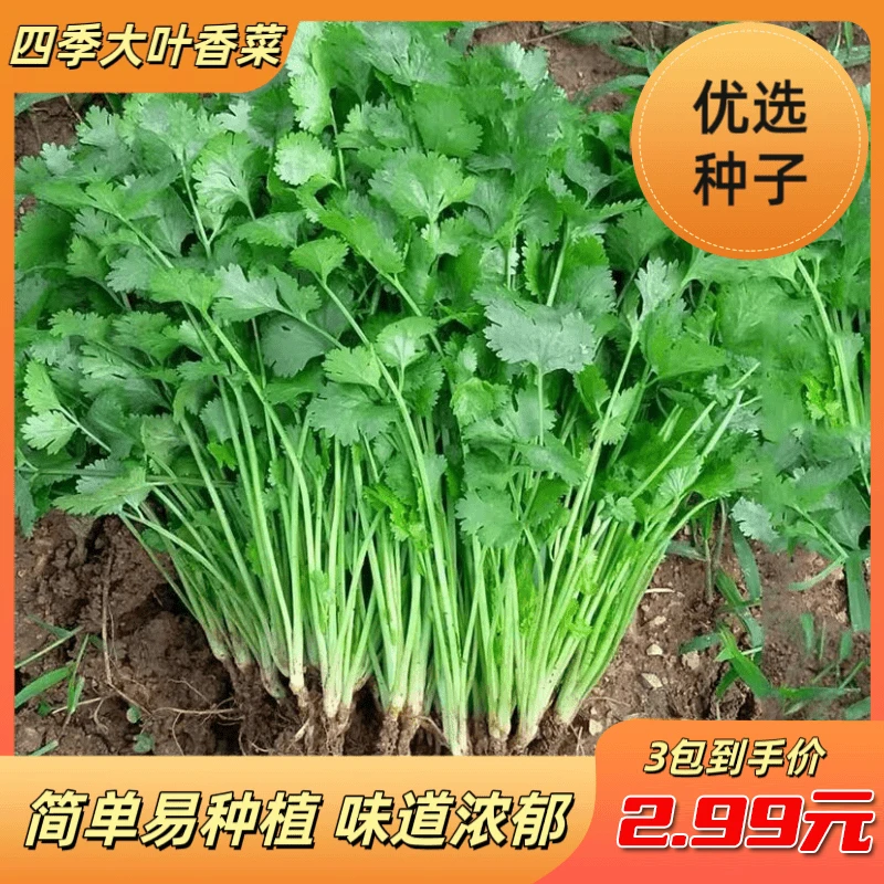 【下单就发3包】四季速生大叶香菜种子阳台盆栽耐热耐寒秋冬蔬菜种