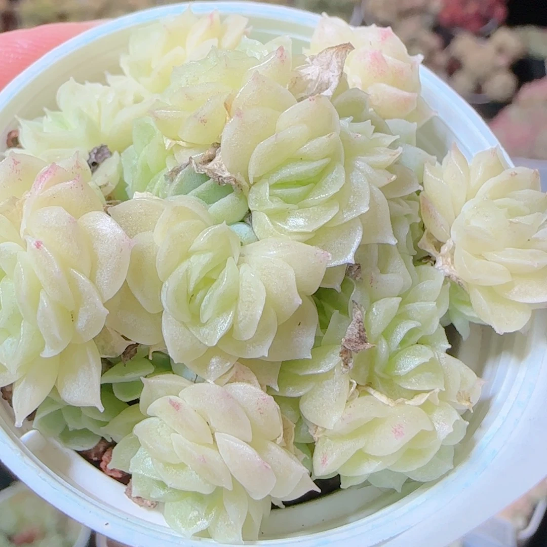 花语逸镜1116-497散