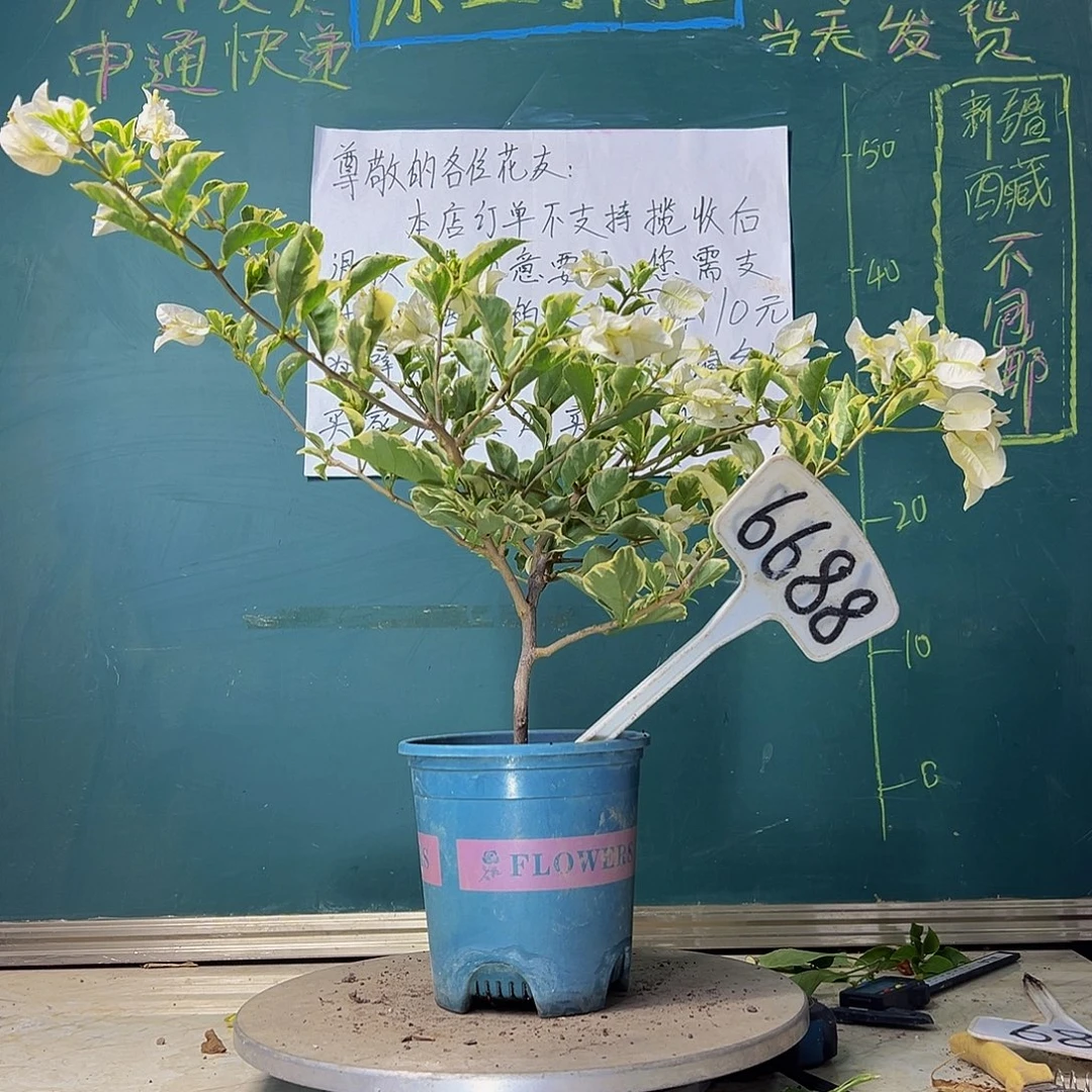 当前无花栽培后可以开花飘枝 银边白6688