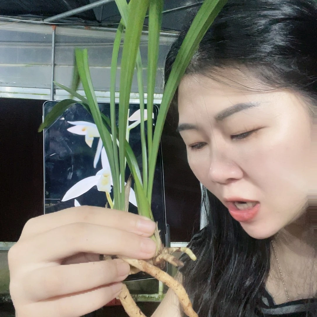 当前无花栽培后可以开花