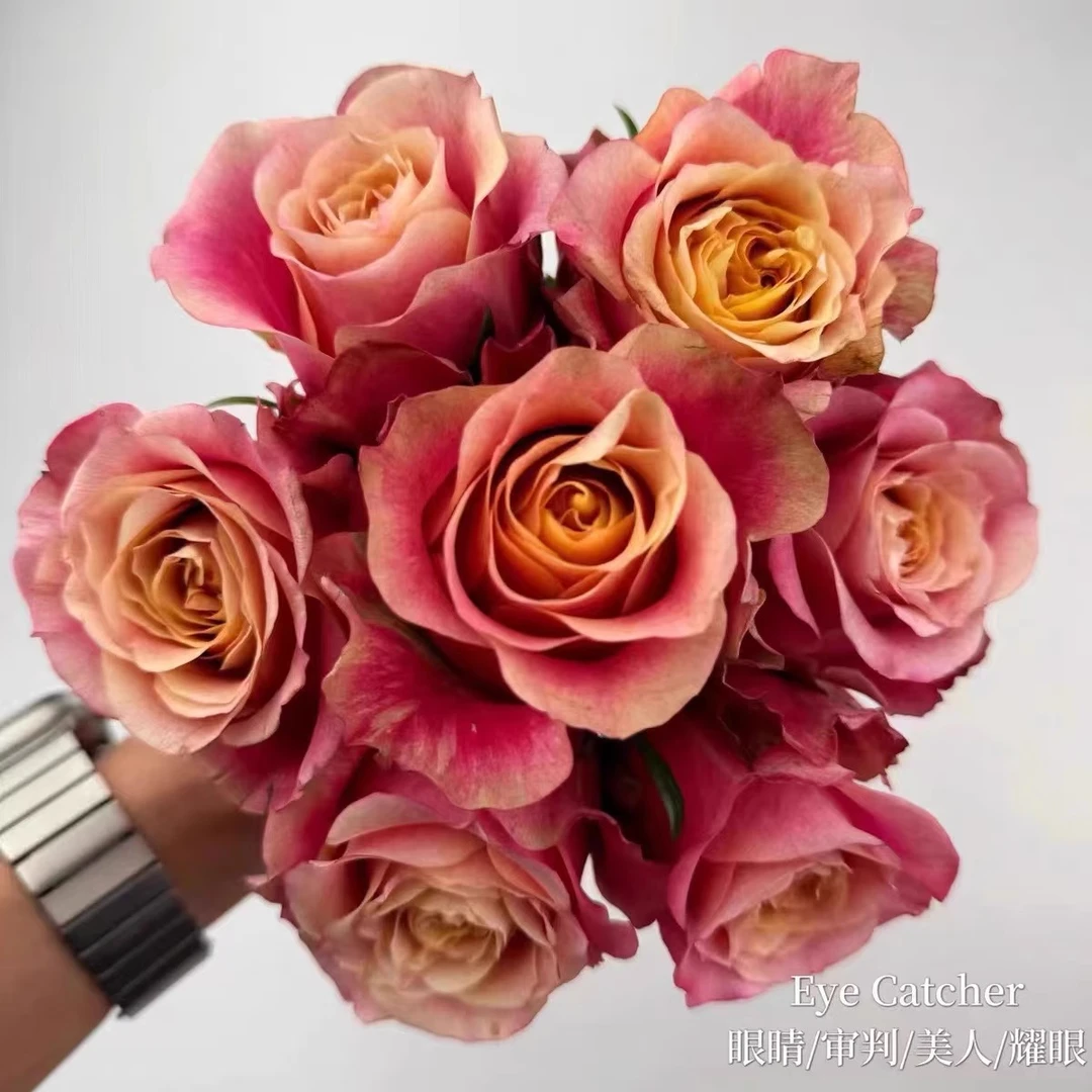 【买三送一】审判/眼睛美人 灌木切花玫瑰月季耐热  多季开花扦插苗