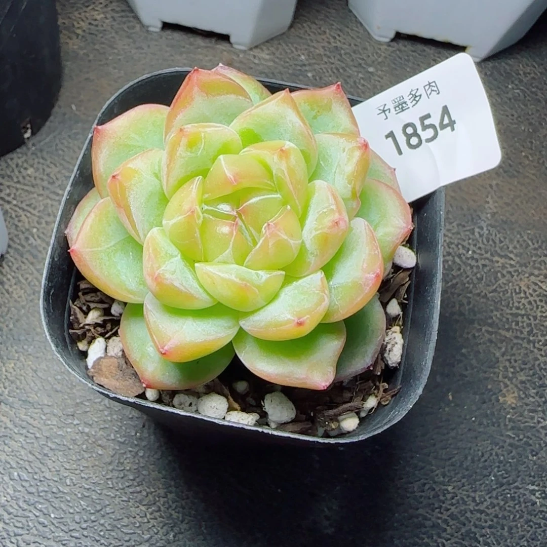 海洋心，1854多肉植物