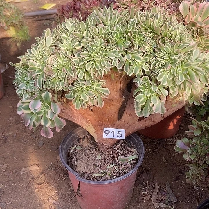 915粉女巫老庄缀化有断指