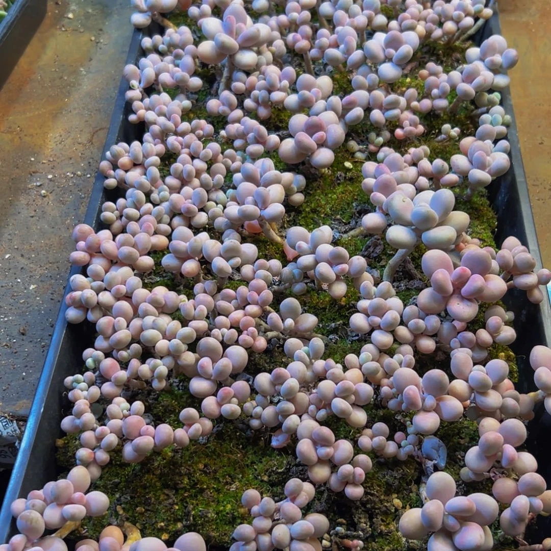 675多肉植物和植物在这里