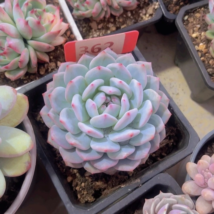 健健康康平平安安