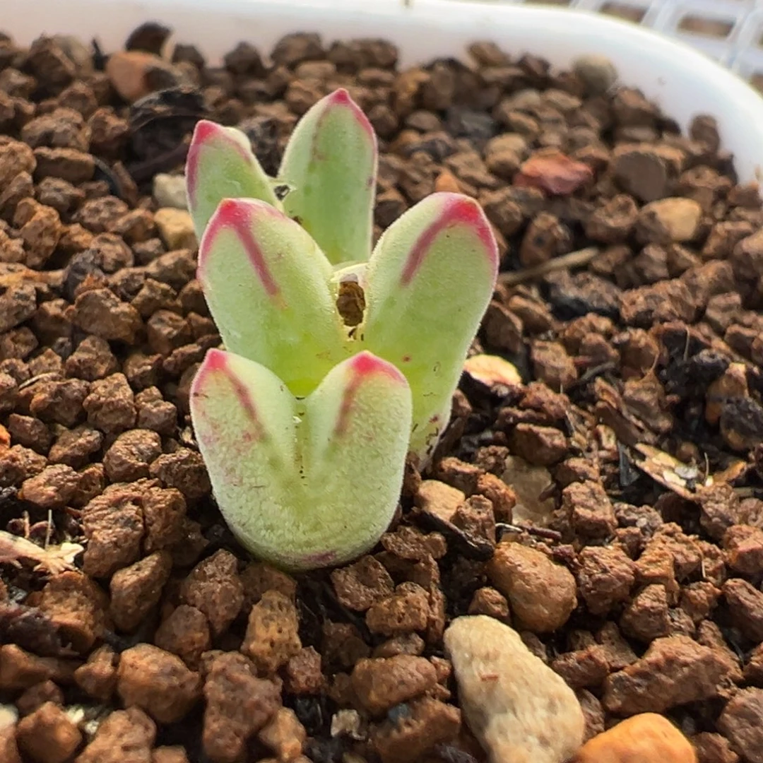 985母本10年拆株多肉