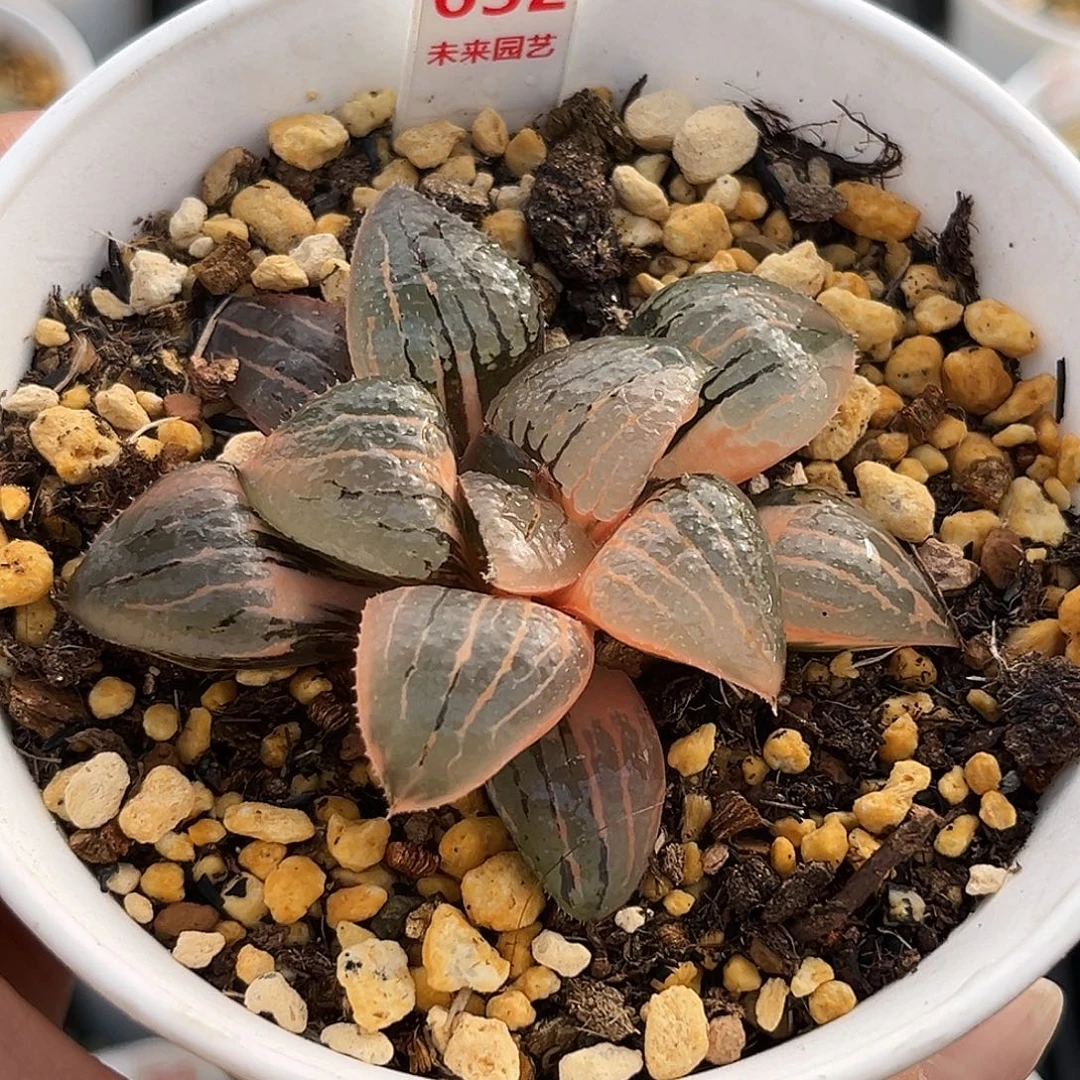 632亲之姬寿锦福利福利福利