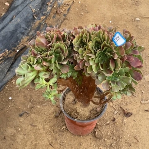 玫瑰缀化一物一拍