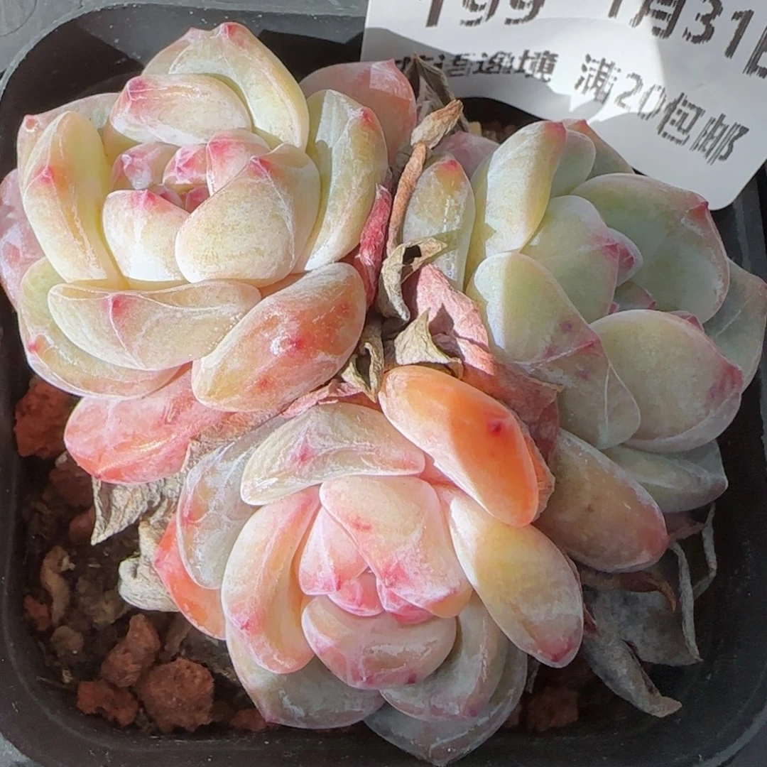 花语逸镜0131-199